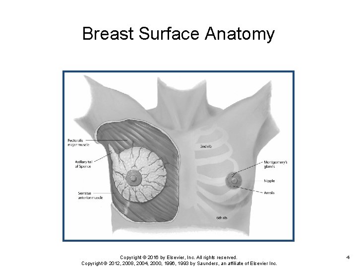 Breast Surface Anatomy Copyright © 2016 by Elsevier, Inc. All rights reserved. Copyright ©