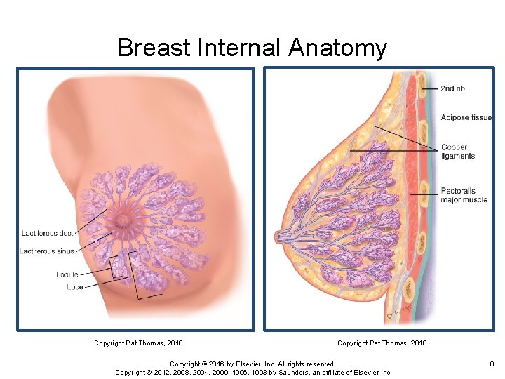 Breast Internal Anatomy Copyright Pat Thomas, 2010. Copyright © 2016 by Elsevier, Inc. All