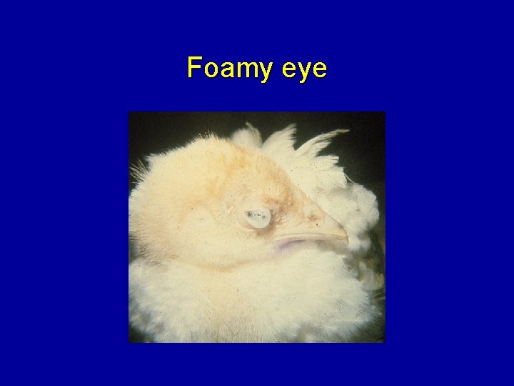 Foamy eye 