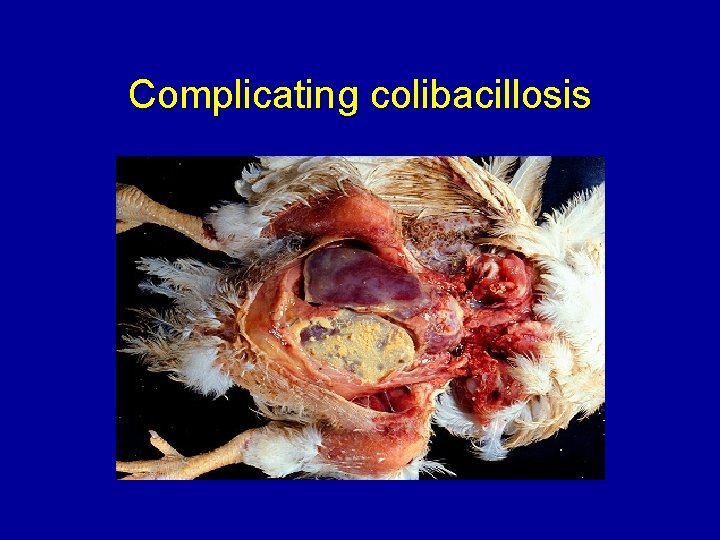 Complicating colibacillosis 