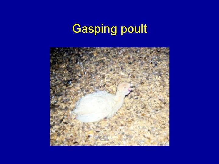 Gasping poult 