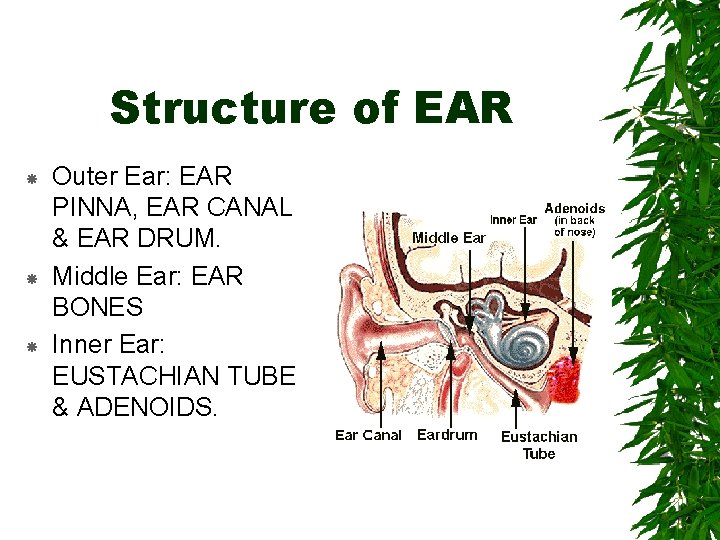 Structure of EAR Outer Ear: EAR PINNA, EAR CANAL & EAR DRUM. Middle Ear: