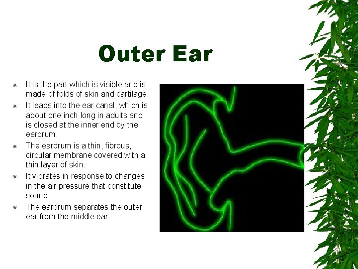 Outer Ear It is the part which is visible and is made of folds