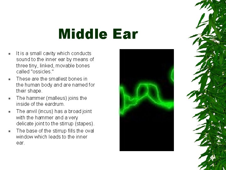 Middle Ear It is a small cavity which conducts sound to the inner ear