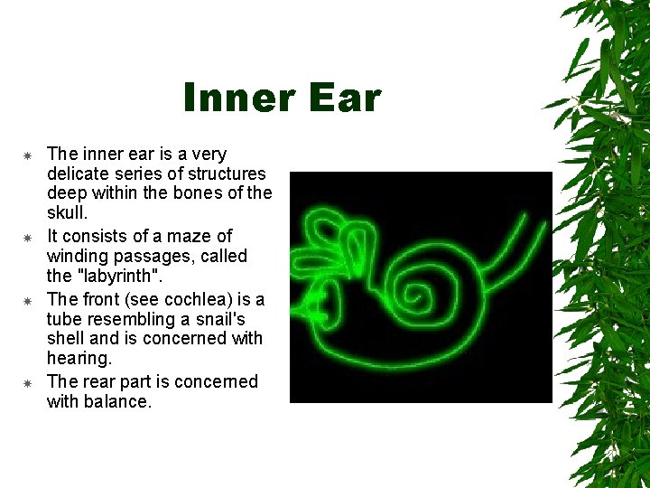 Inner Ear The inner ear is a very delicate series of structures deep within