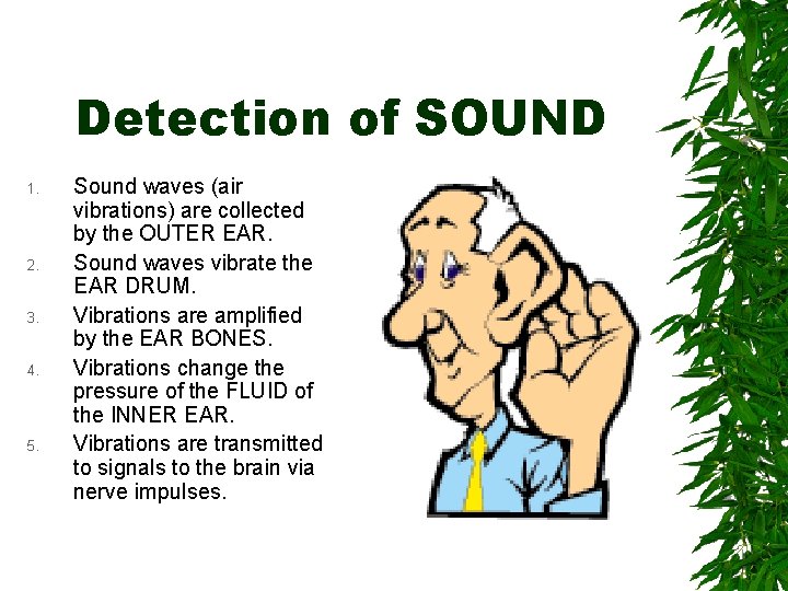 Detection of SOUND 1. 2. 3. 4. 5. Sound waves (air vibrations) are collected