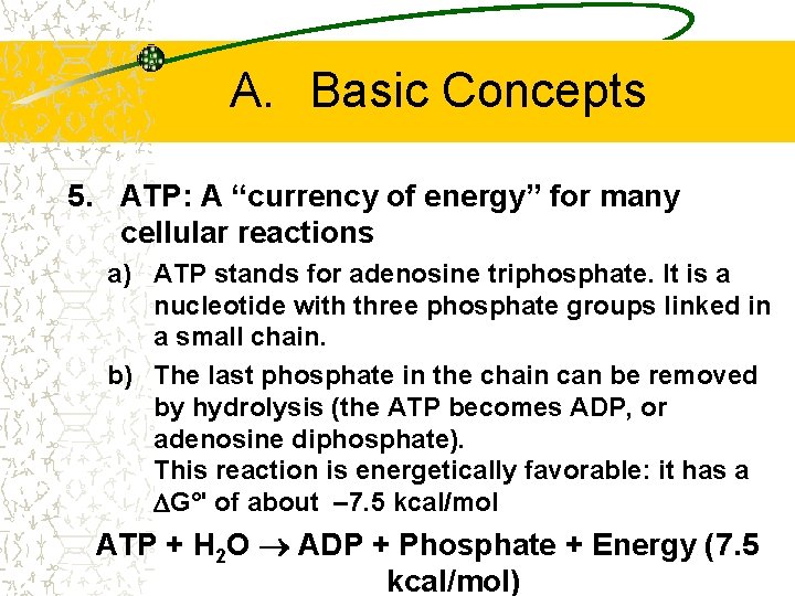 A. Basic Concepts 5. ATP: A “currency of energy” for many cellular reactions a)