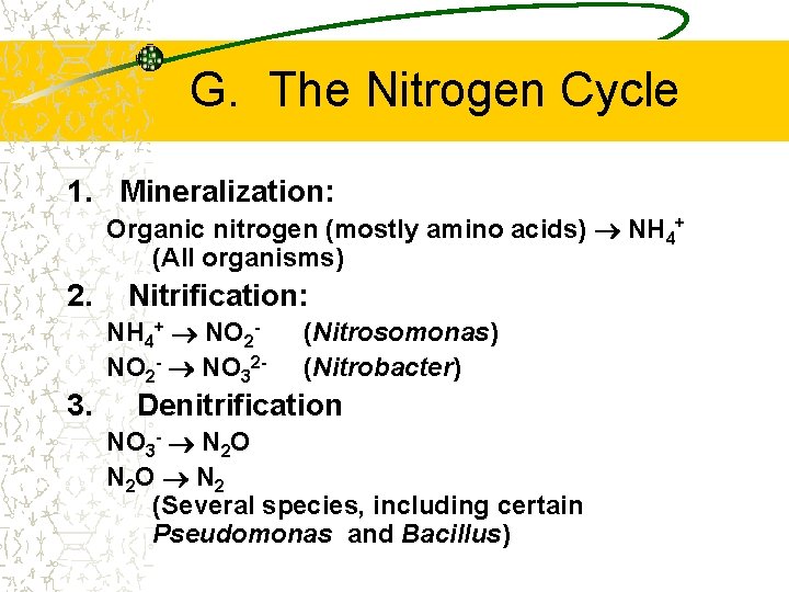 G. The Nitrogen Cycle 1. Mineralization: Organic nitrogen (mostly amino acids) NH 4+ (All
