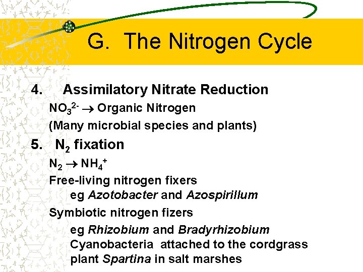 G. The Nitrogen Cycle 4. Assimilatory Nitrate Reduction NO 32 - Organic Nitrogen (Many