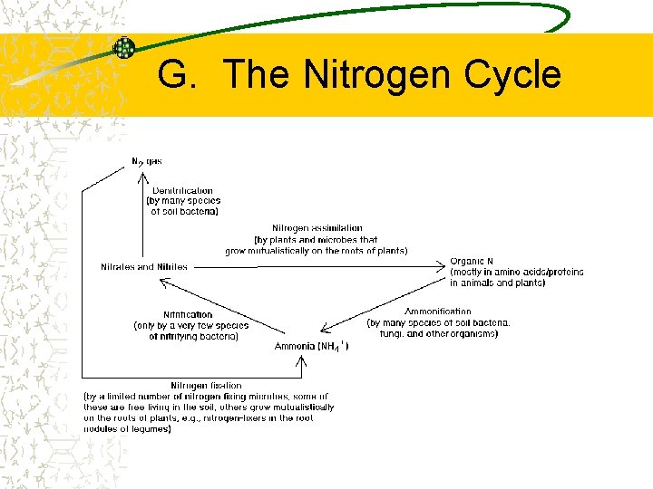 G. The Nitrogen Cycle 