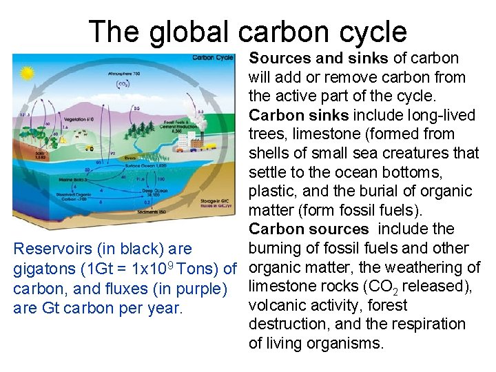 The global carbon cycle Sources and sinks of carbon will add or remove carbon