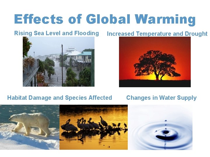 Effects of Global Warming Rising Sea Level and Flooding Increased Temperature and Drought Habitat