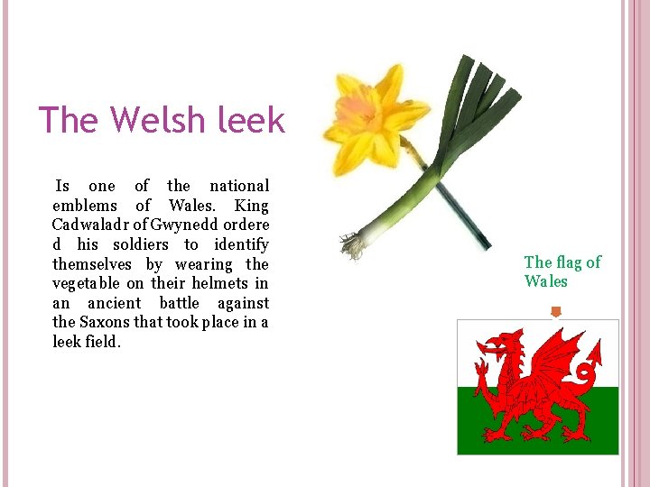 The Welsh leek Is one of the national emblems of Wales. King Cadwaladr of