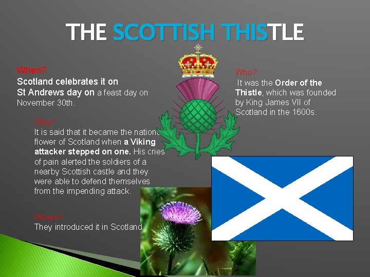 THE SCOTTISH THISTLE When? Scotland celebrates it on St Andrews day on a feast