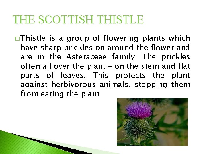 THE SCOTTISH THISTLE � Thistle is a group of flowering plants which have sharp THE SCOTTISH THISTLE � Thistle is a group of flowering plants which have sharp