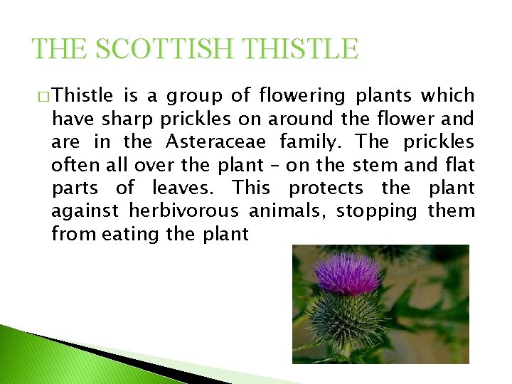 THE SCOTTISH THISTLE � Thistle is a group of flowering plants which have sharp