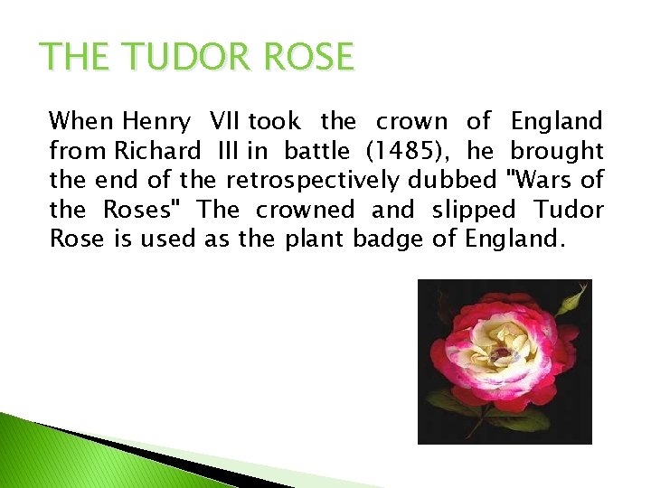 THE TUDOR ROSE When Henry VII took the crown of England from Richard III