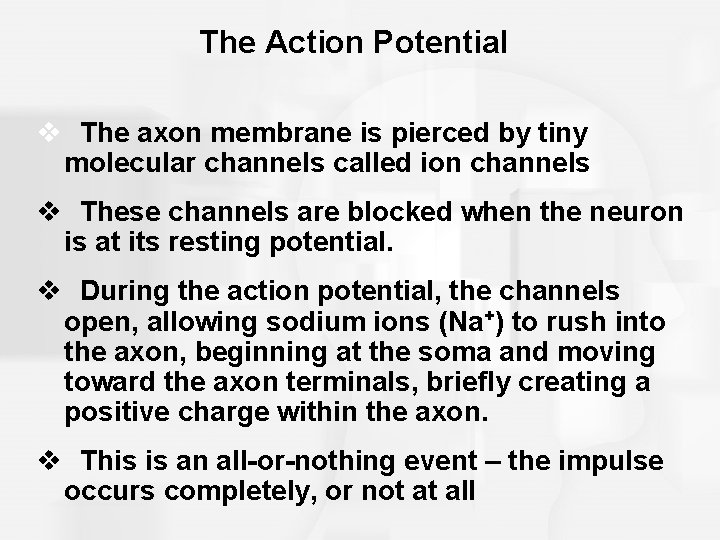 The Action Potential v The axon membrane is pierced by tiny molecular channels called