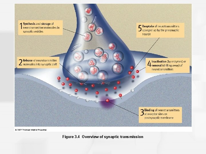 Figure 3. 4 Overview of synaptic transmission 