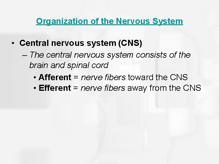 Organization of the Nervous System • Central nervous system (CNS) – The central nervous