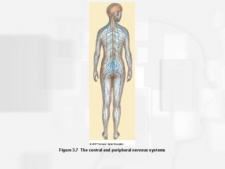 Figure 3. 7 The central and peripheral nervous systems 