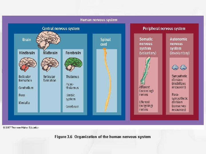 Figure 3. 6 Organization of the human nervous system 