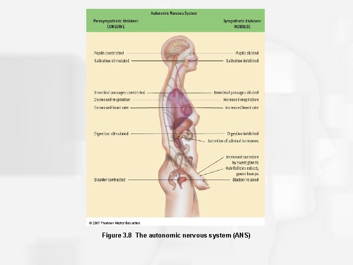 Figure 3. 8 The autonomic nervous system (ANS) 