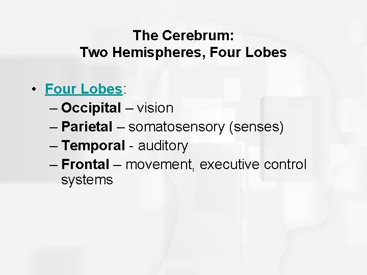 The Cerebrum: Two Hemispheres, Four Lobes • Four Lobes: – Occipital – vision –