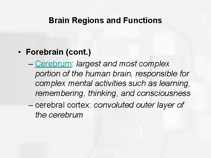 Brain Regions and Functions • Forebrain (cont. ) – Cerebrum: largest and most complex