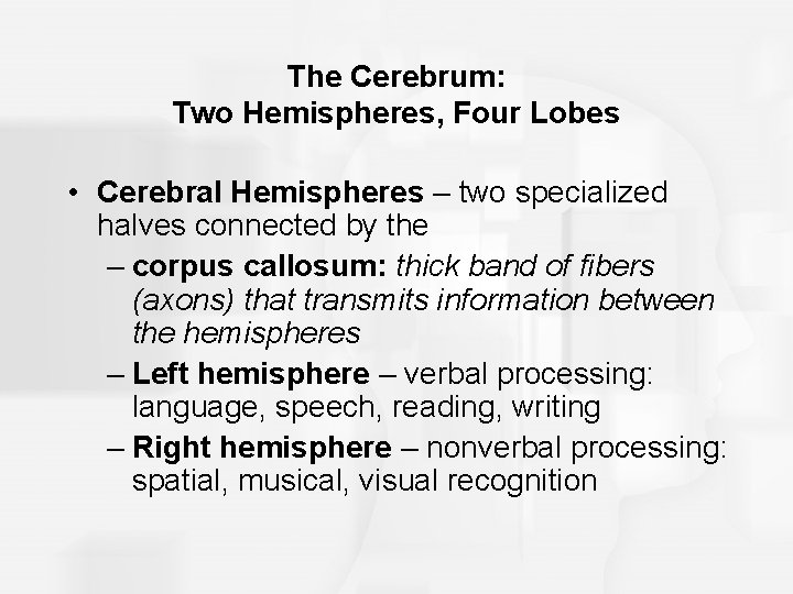 The Cerebrum: Two Hemispheres, Four Lobes • Cerebral Hemispheres – two specialized halves connected
