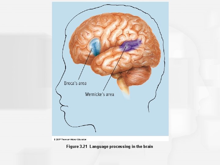 Figure 3. 21 Language processing in the brain 