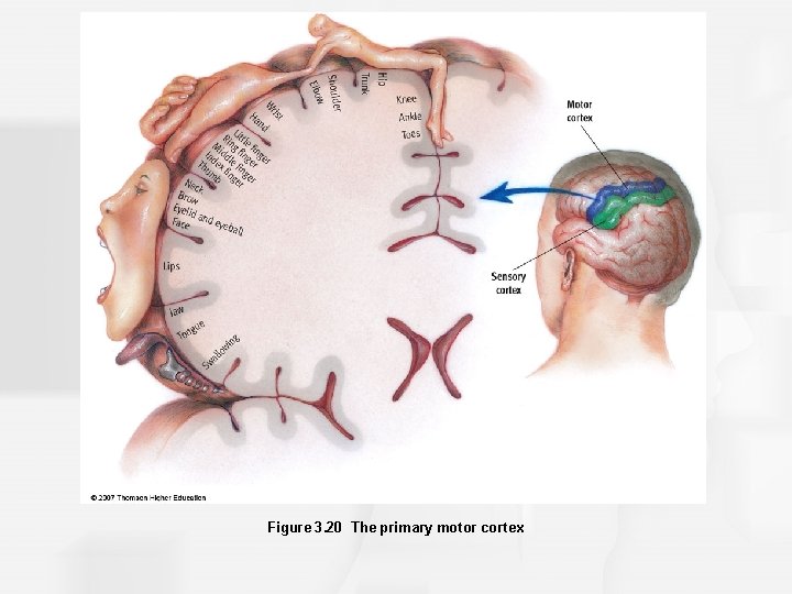 Figure 3. 20 The primary motor cortex 