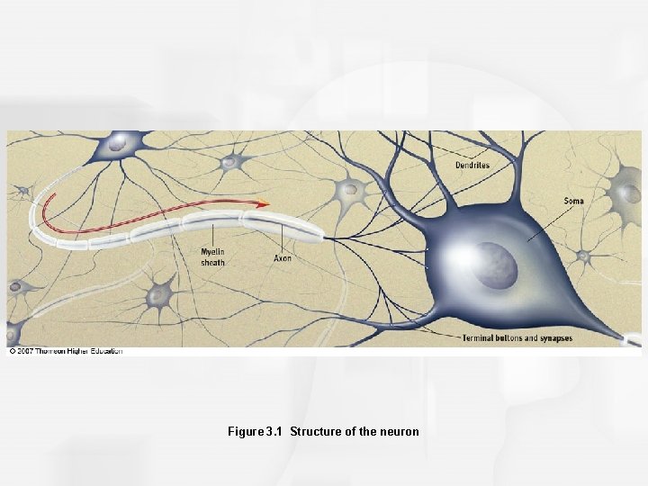Figure 3. 1 Structure of the neuron 