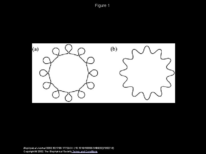 Figure 1 Biophysical Journal 2002 821756 -1772 DOI: (10. 1016/S 0006 -3495(02)75527 -6) Copyright