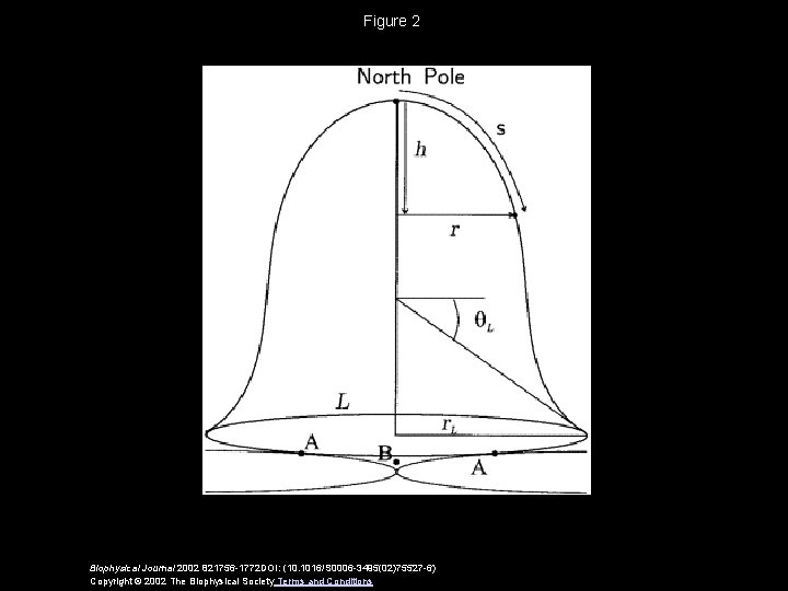 Figure 2 Biophysical Journal 2002 821756 -1772 DOI: (10. 1016/S 0006 -3495(02)75527 -6) Copyright
