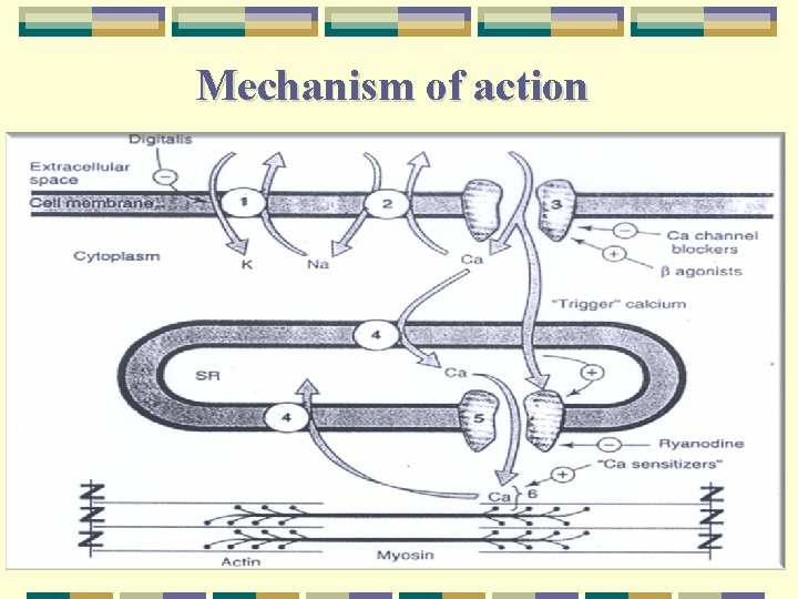 Mechanism of action 