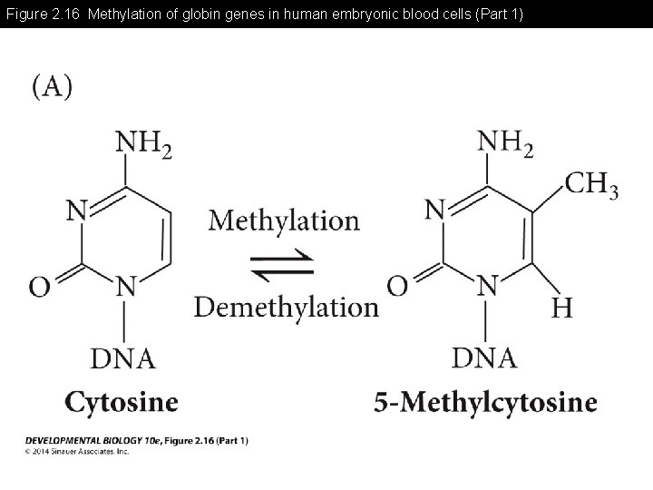 Figure 2. 16 Methylation of globin genes in human embryonic blood cells (Part 1)