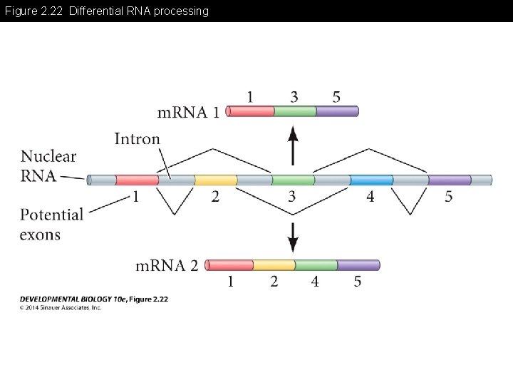 Figure 2. 22 Differential RNA processing 