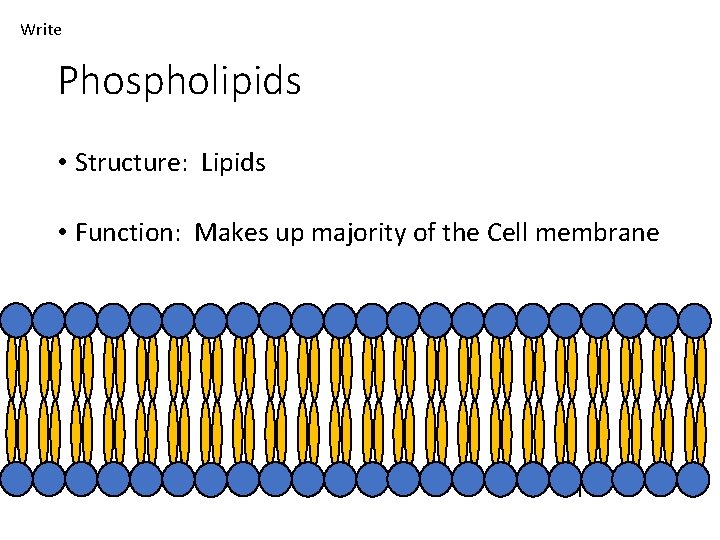 Write Phospholipids • Structure: Lipids • Function: Makes up majority of the Cell membrane