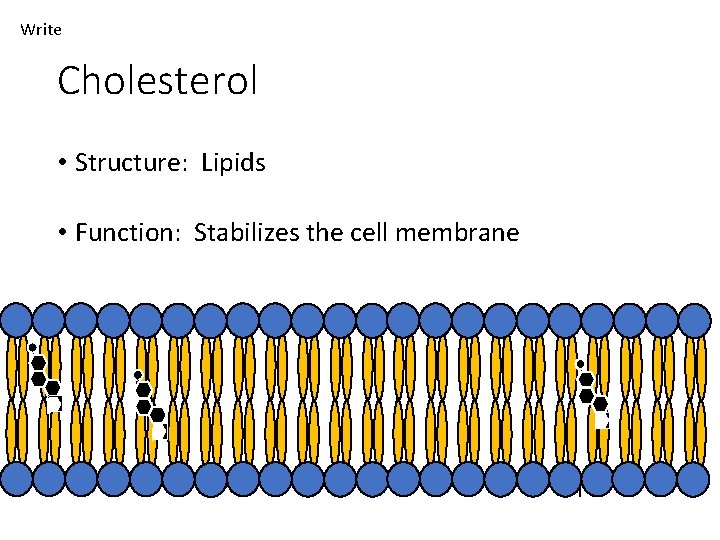 Write Cholesterol • Structure: Lipids • Function: Stabilizes the cell membrane 