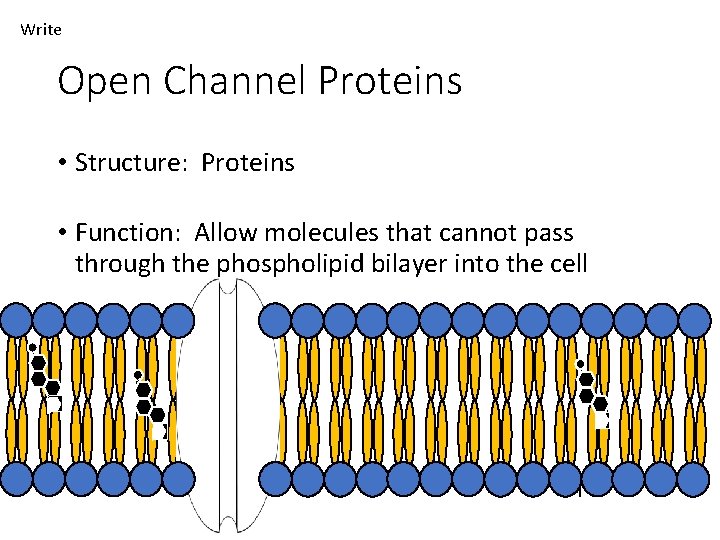 Write Open Channel Proteins • Structure: Proteins • Function: Allow molecules that cannot pass