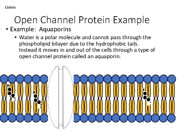 Listen Open Channel Protein Example • Example: Aquaporins • Water is a polar molecule