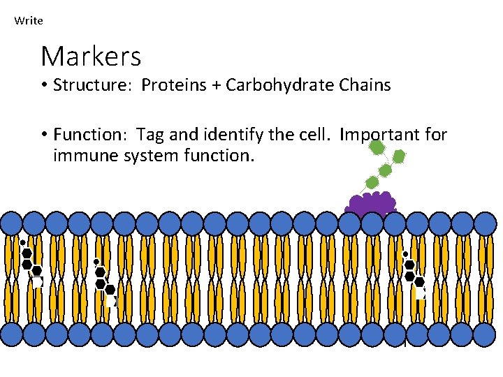 Write Markers • Structure: Proteins + Carbohydrate Chains • Function: Tag and identify the