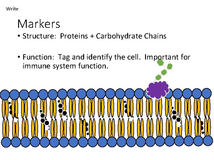 Write Markers • Structure: Proteins + Carbohydrate Chains • Function: Tag and identify the