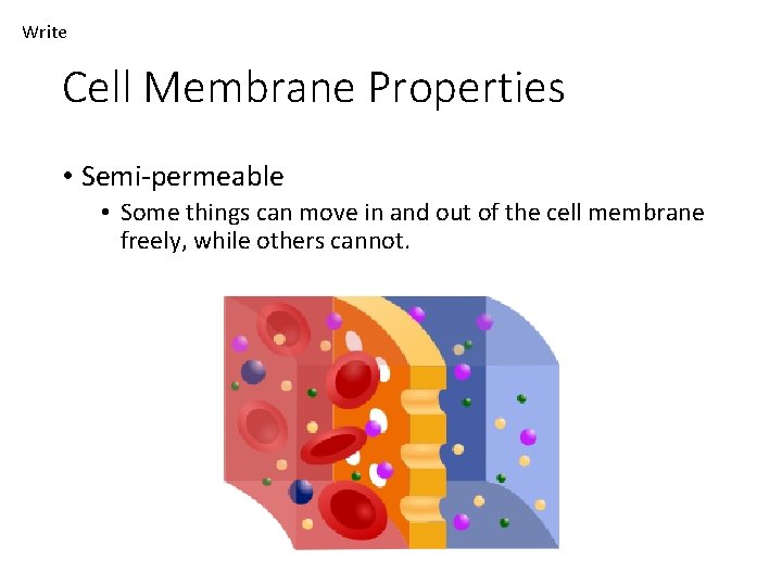 Write Cell Membrane Properties • Semi-permeable • Some things can move in and out