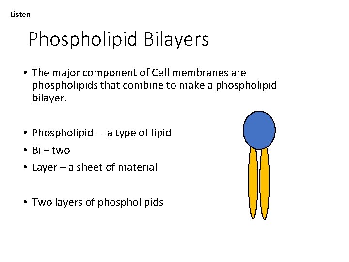 Listen Phospholipid Bilayers • The major component of Cell membranes are phospholipids that combine