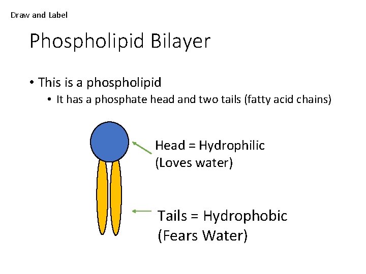 Draw and Label Phospholipid Bilayer • This is a phospholipid • It has a