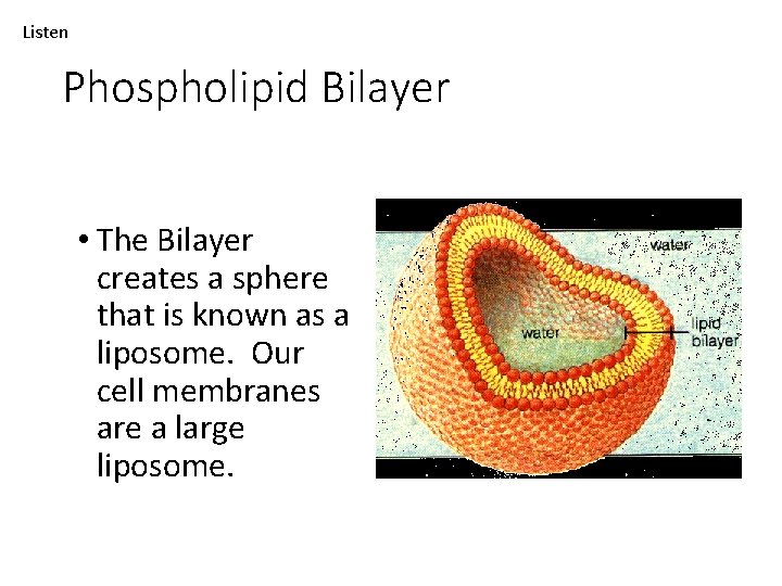 Listen Phospholipid Bilayer • The Bilayer creates a sphere that is known as a