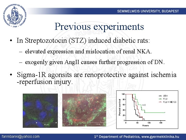 Previous experiments • In Streptozotocin (STZ) induced diabetic rats: – elevated expression and mislocation