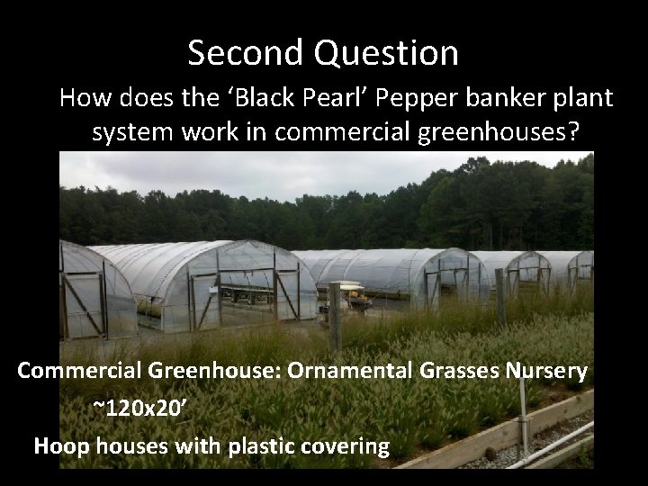 Second Question How does the ‘Black Pearl’ Pepper banker plant system work in commercial